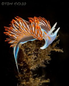 Hermissenda crassicornis
Olympic Peninsula, WA, U.S.A. by Tom Radio 
